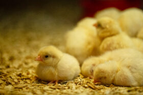 Chicks