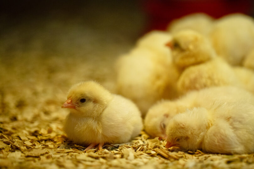 Chicks