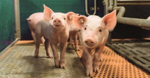 8 piglet photo last page