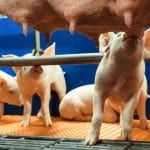 EW Nutrition article sow and piglets 6