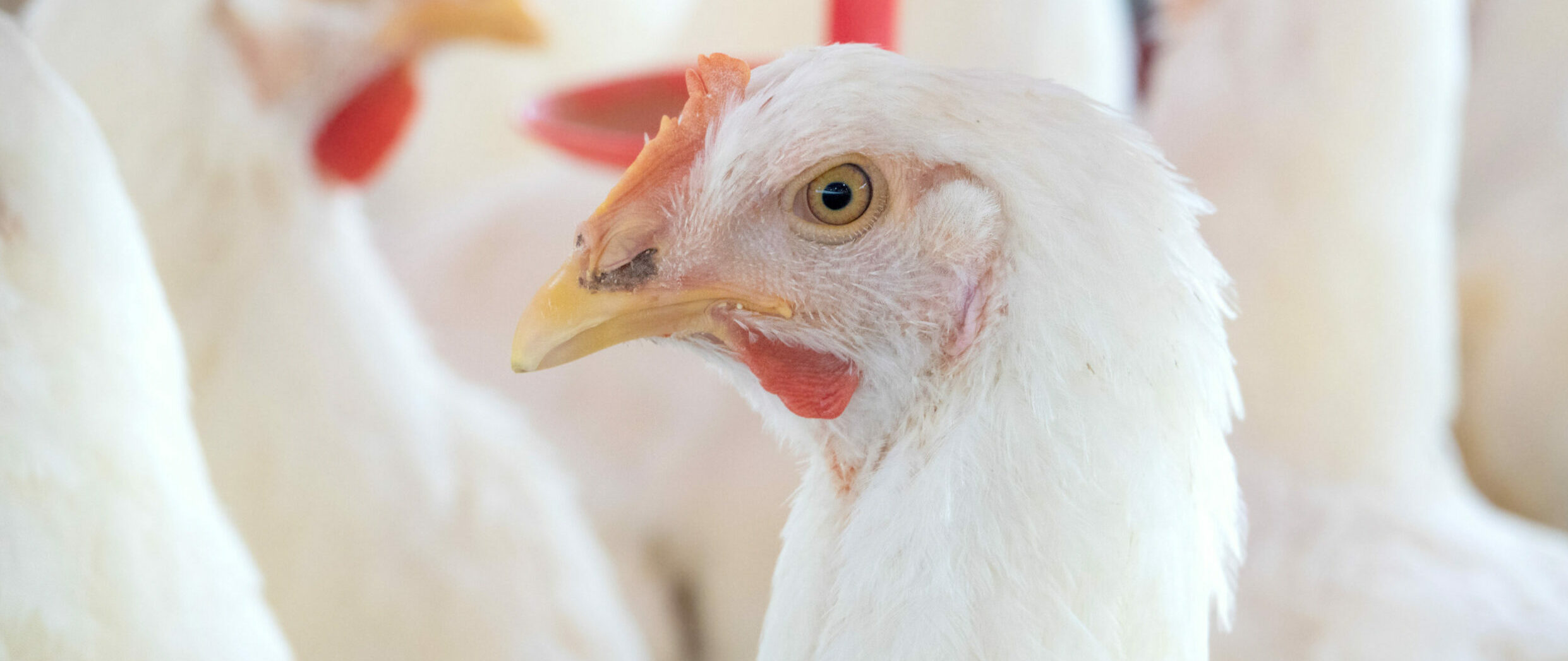 shutterstock 1443136526 pullet scaled e1635251702725