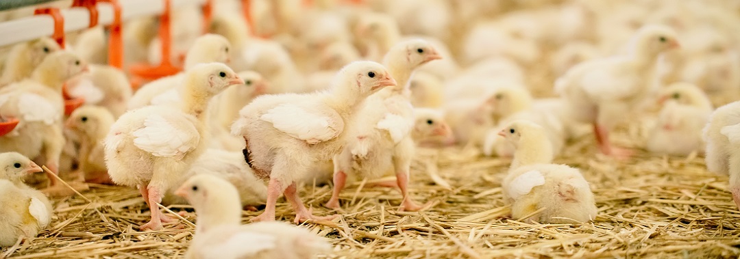 5 ways the liver keeps the avian body running