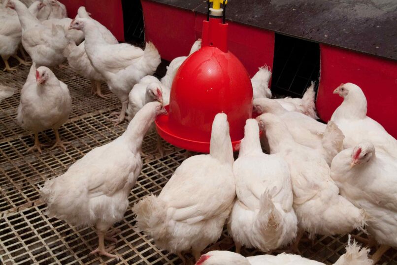 BROILER PIC Aviagen Drinking Stable