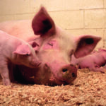 SOW Sau Mit Ferkeln