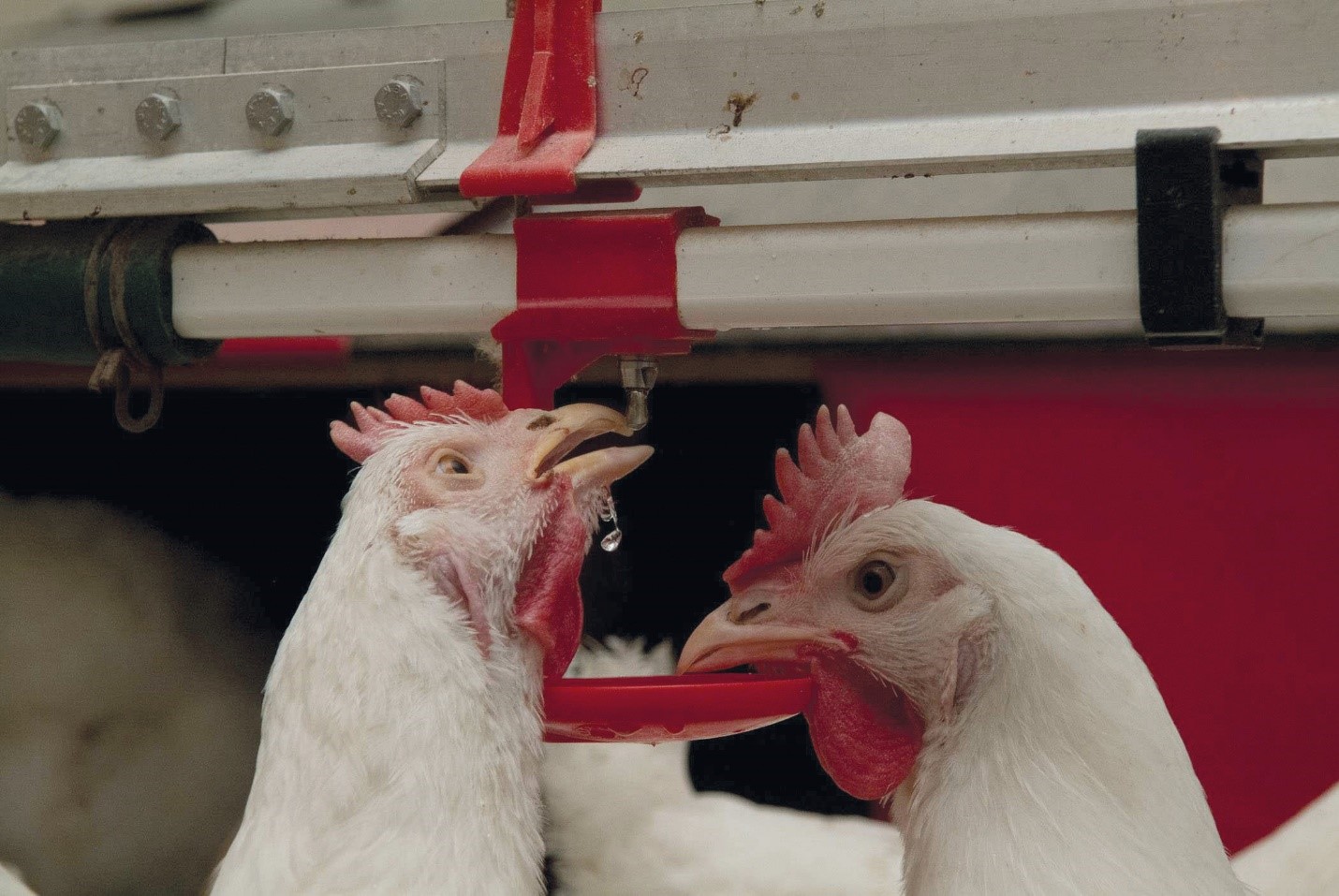 Designing a water quality program poultry farm