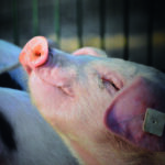 SWINE Pig Pixabay