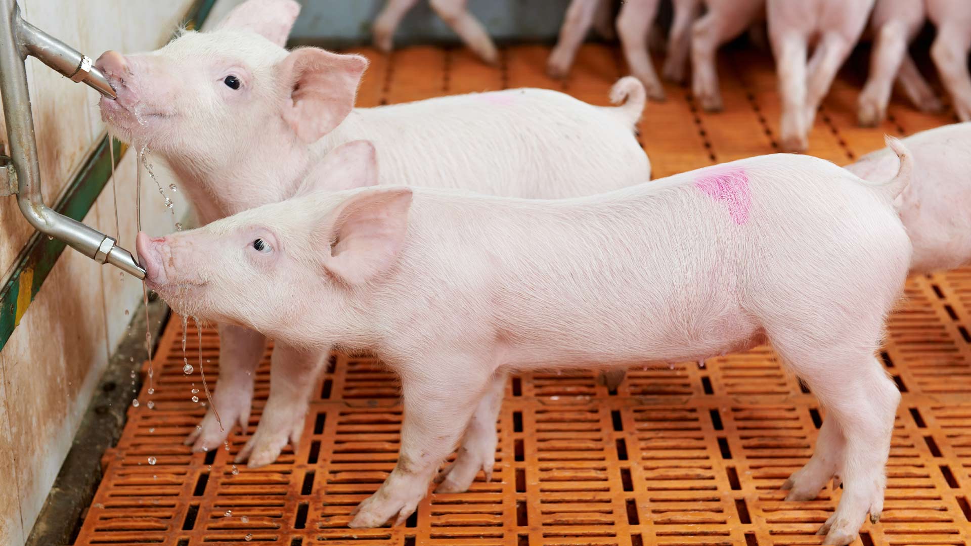 5 keyfacts about eu zno ban for swine producers