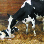 cow 2 kuhe kalb bearb 260