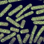 e coli shutterstock 347266496