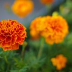 marigold g0fc8bcc05 1920