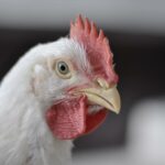poultry broiler shutterstock 1228945888 small