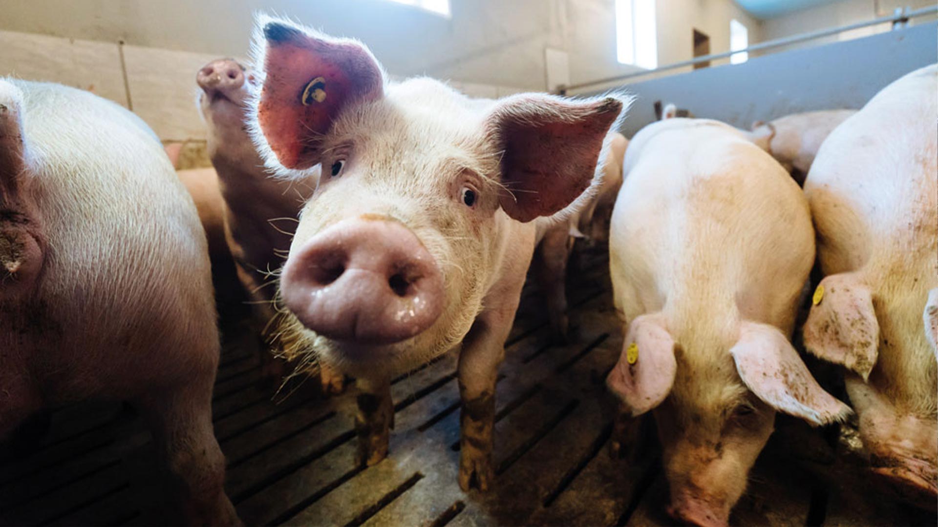 swine schmidtkord