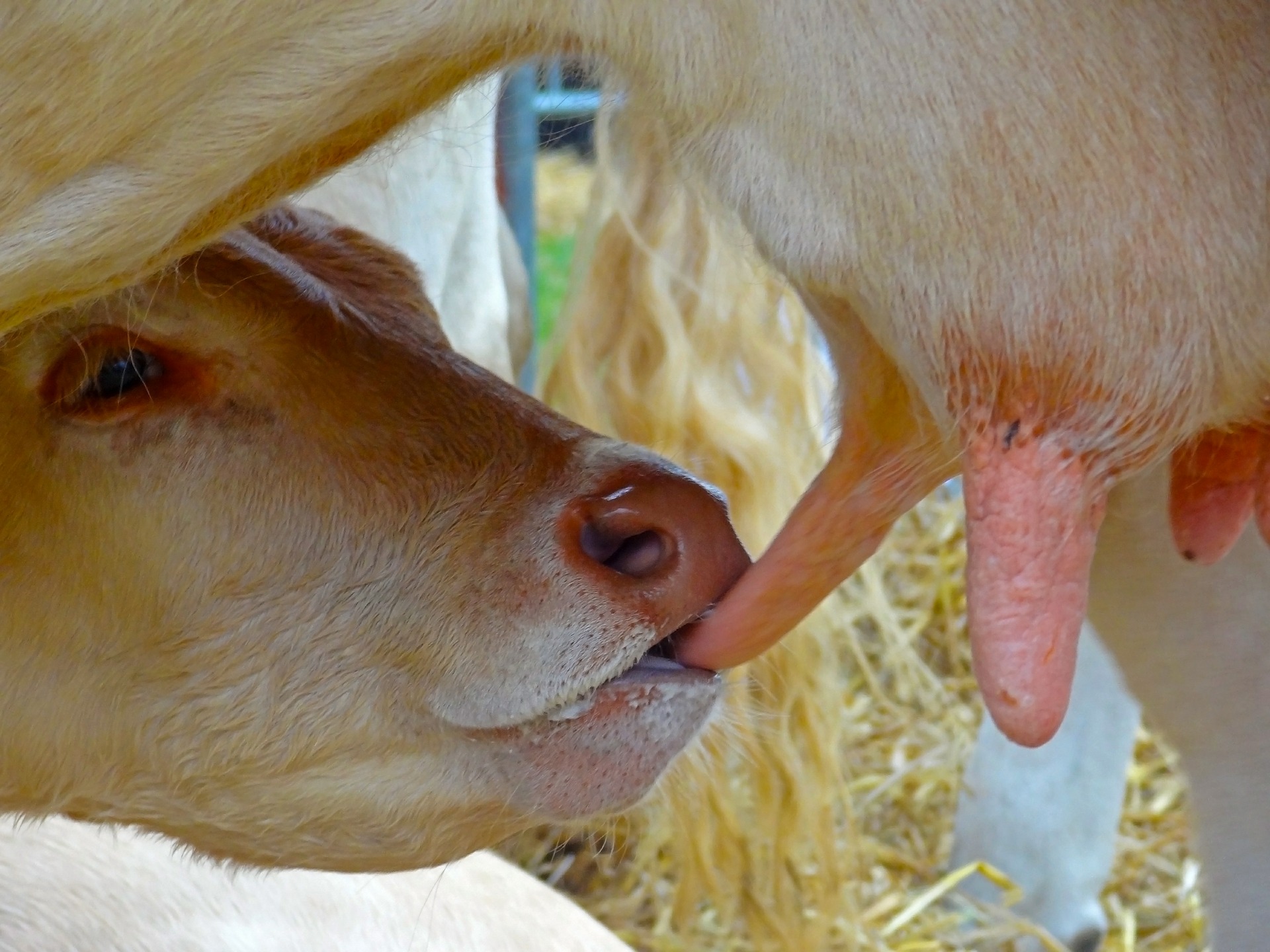 udder 562980 1920 pixabay