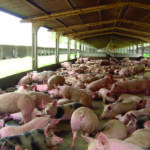 SWINE Swine In Stable