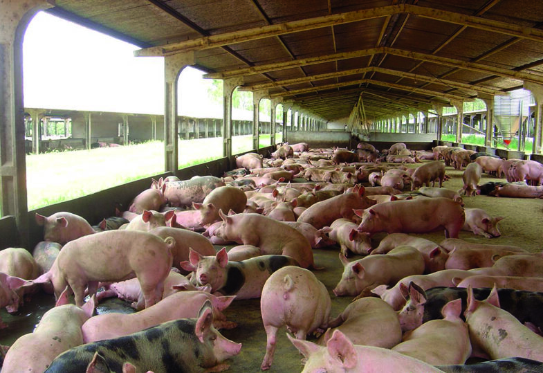 SWINE Swine In Stable