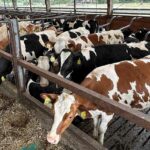 Cows