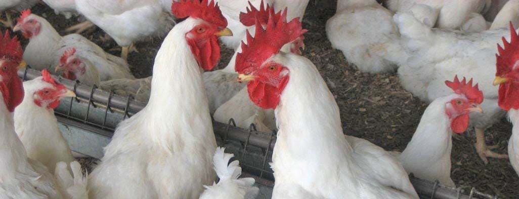 Header Poultry SP BR