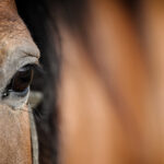 Eye Of Arabian Bay Horse
