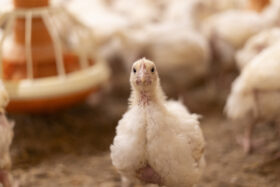 BROILER ROMANIA