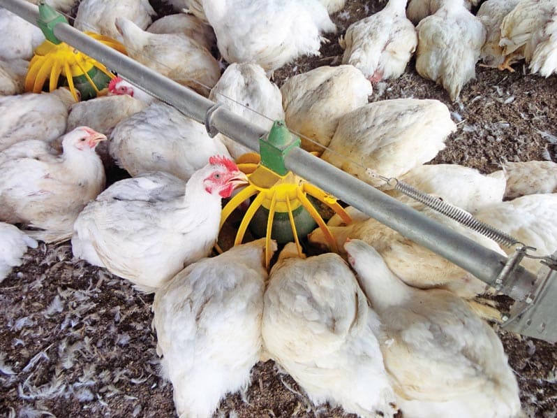 Poultry
