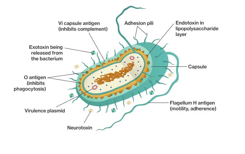 Virulence Factors