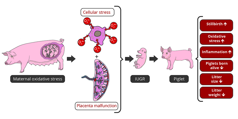 SOW Oxidative Stress On Fetus