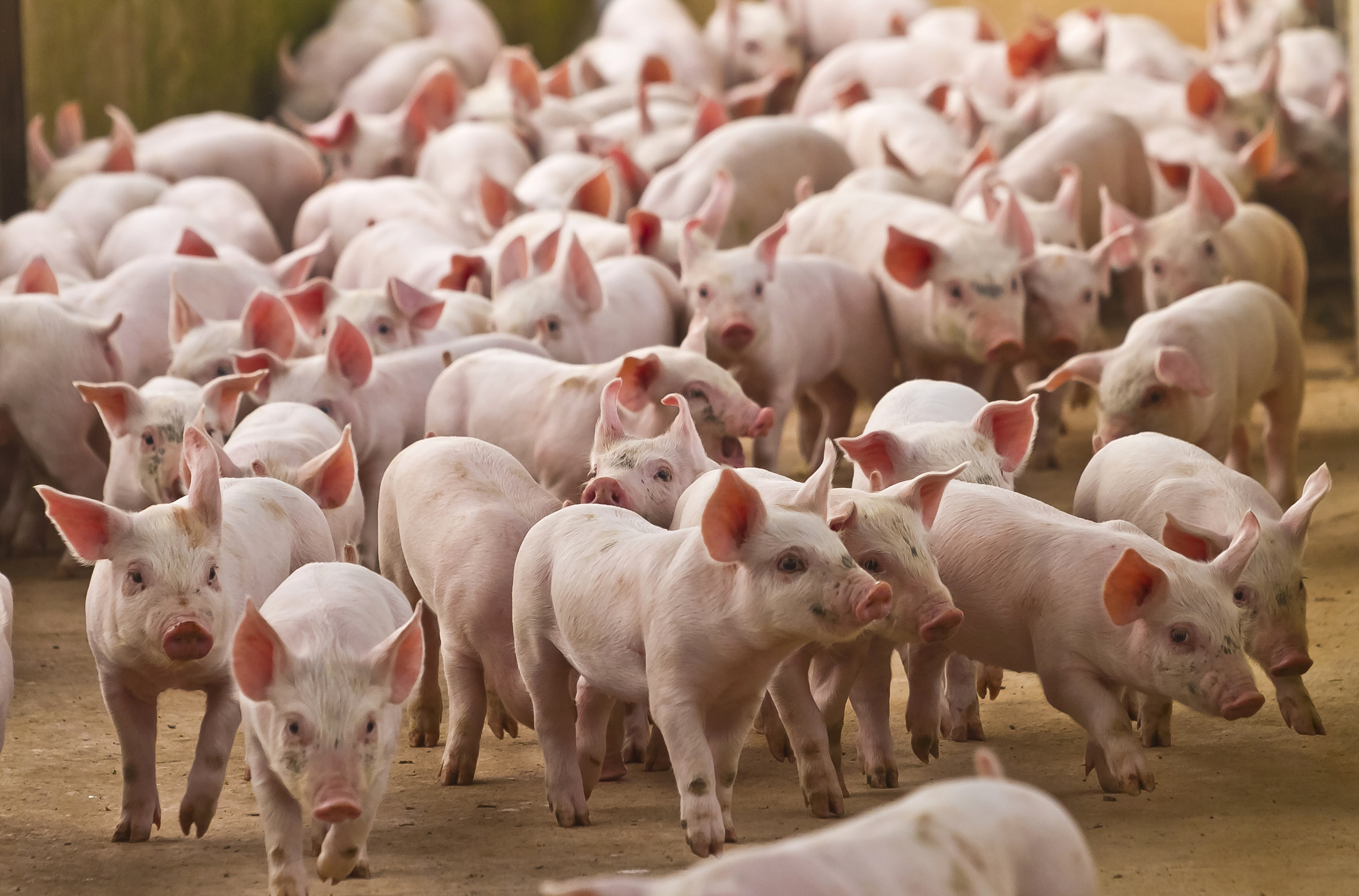 piglets fotolia 208173745 l