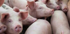 Header SWINE Fotolia