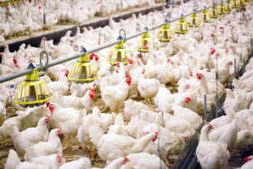 Header BROILERS Shutterstock