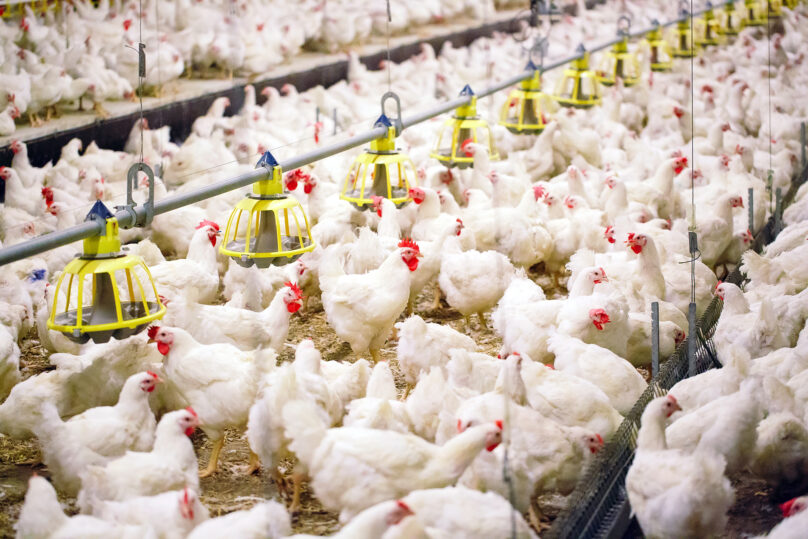 Header BROILERS Shutterstock