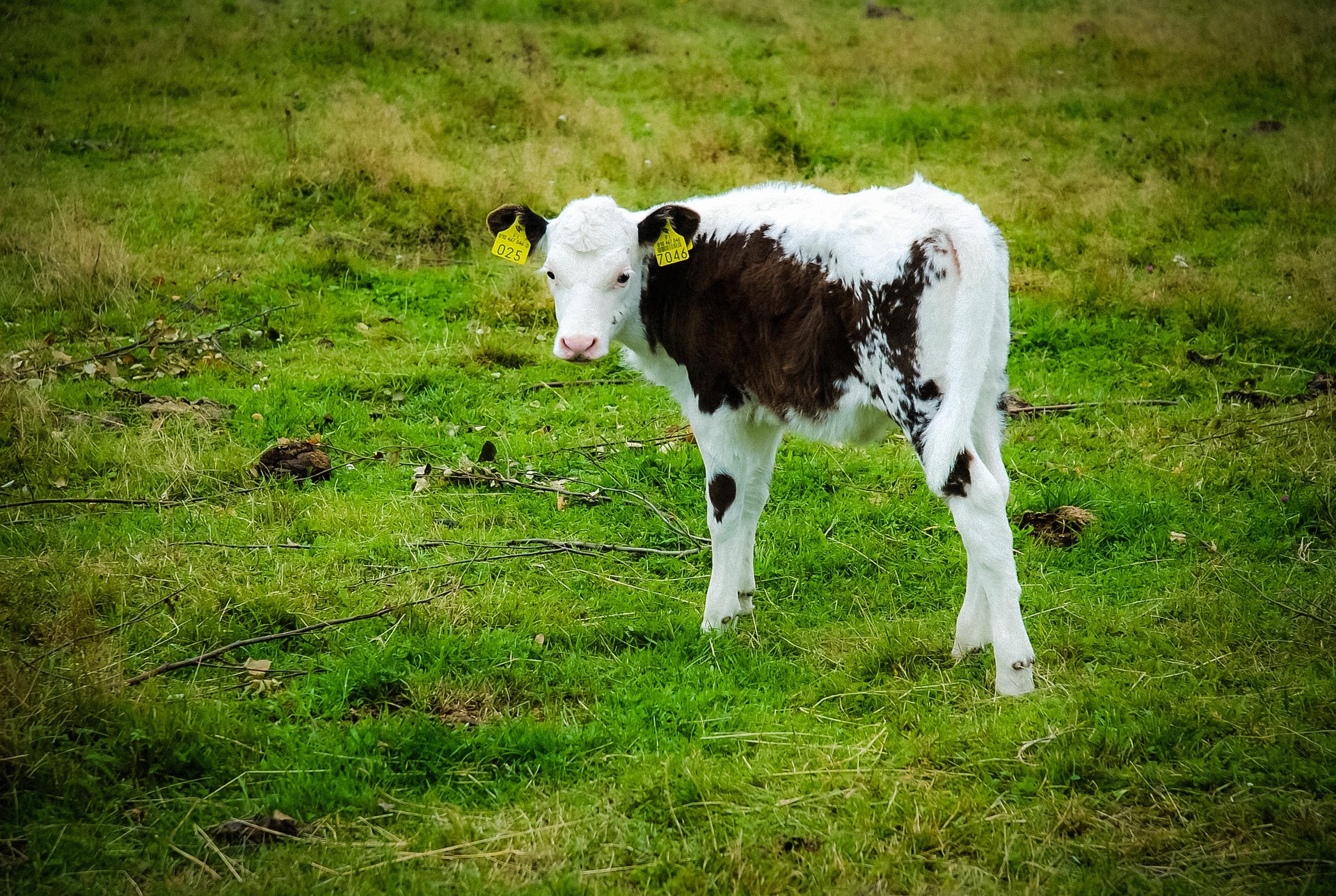 calf 645334 1920 pixabay
