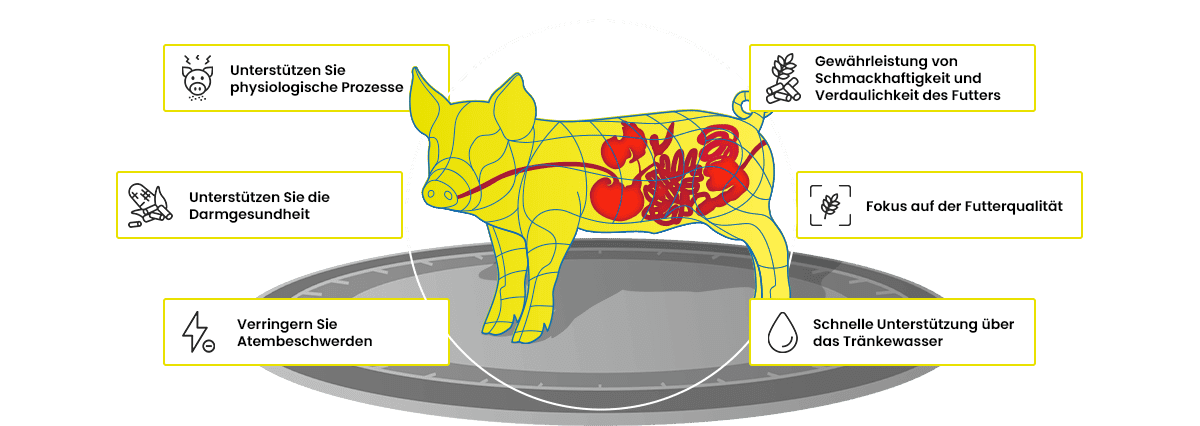 Info Section Piglets De