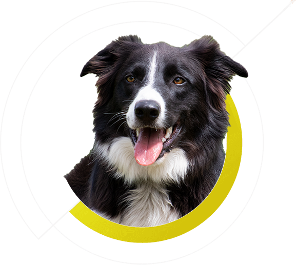 Header Product An Pet Care