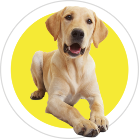 Icon Custom Dog