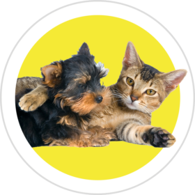 Icon Custom Dog Cat