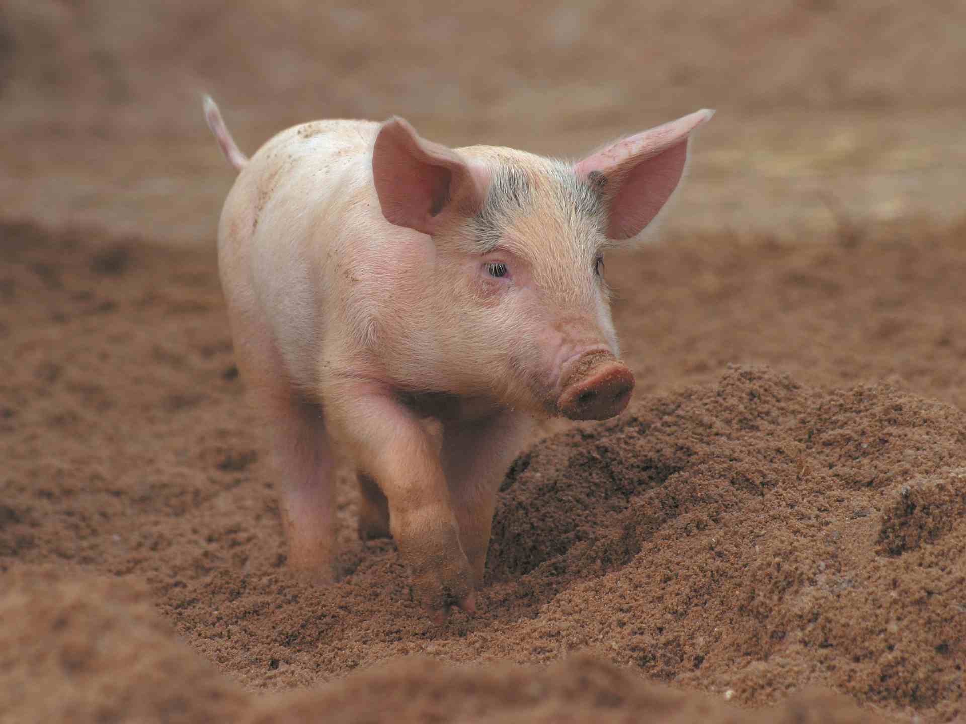 piglet 260 ferkel flyer ruckseite small
