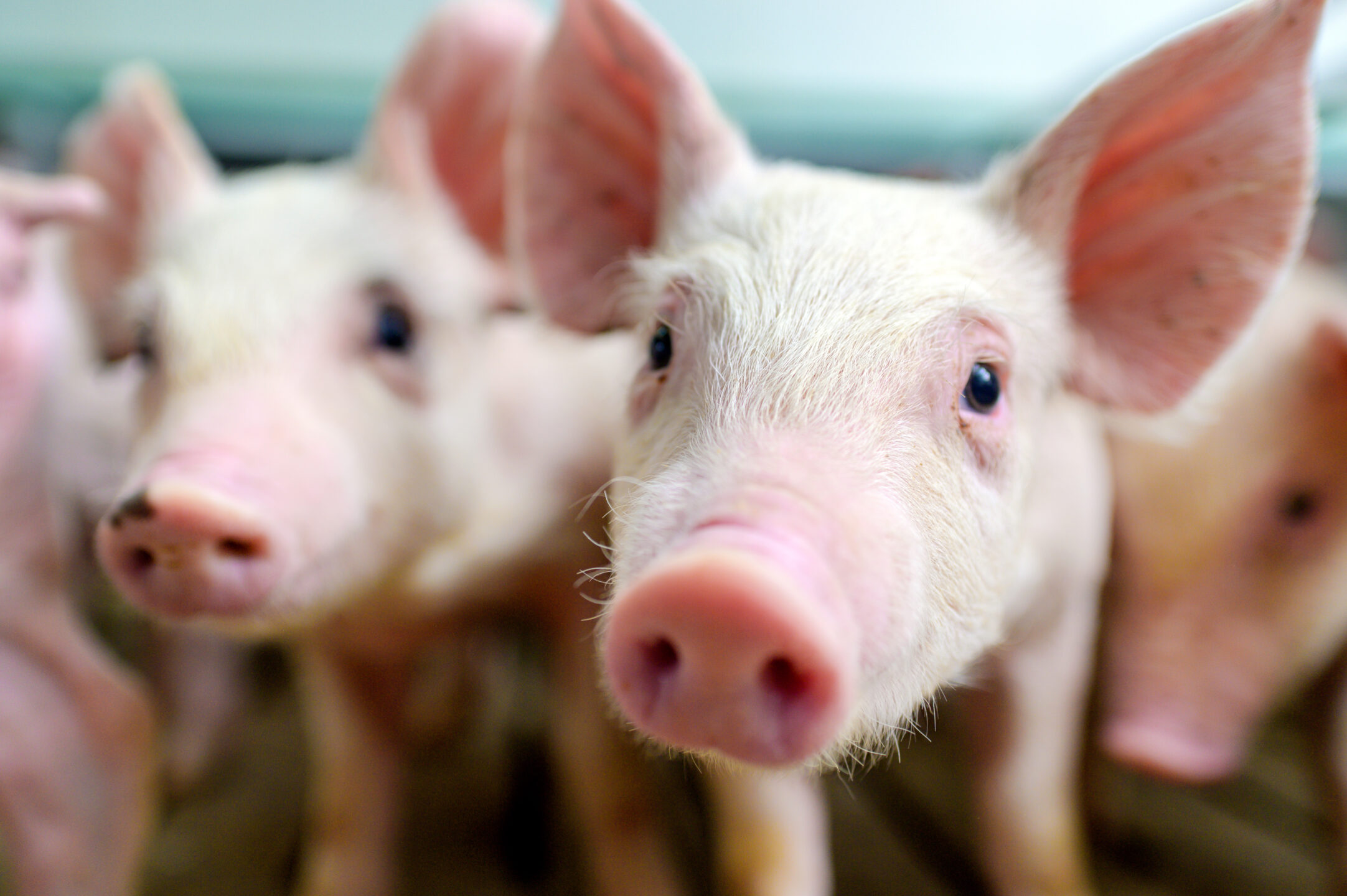 piglets farm scaled