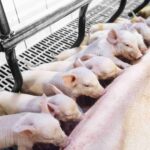 piglets suckling