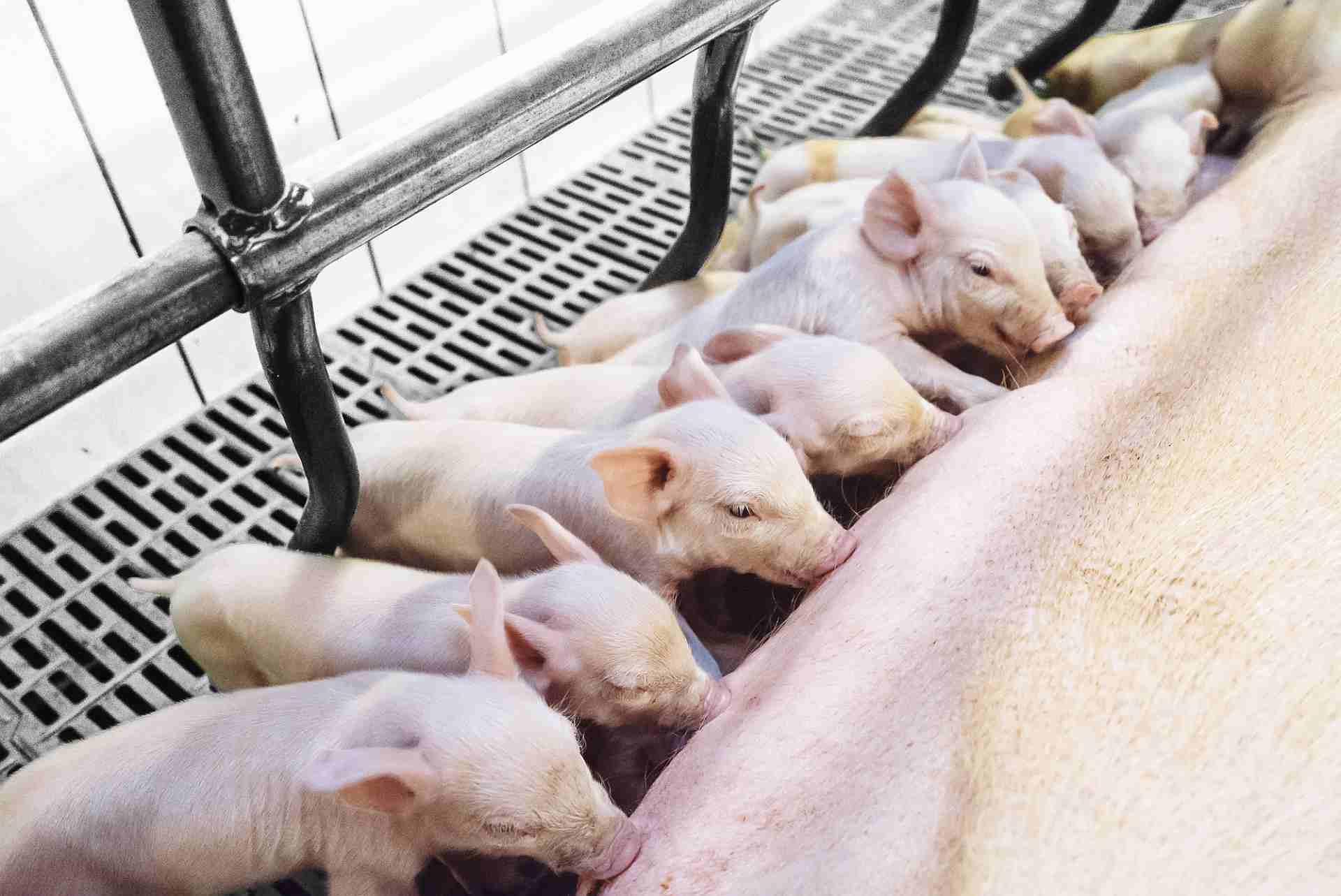 piglets suckling