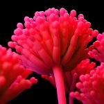 shutterstock 1181537152 aspergillus mycotoxins website