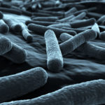 shutterstock 72915925 ecoli scaled